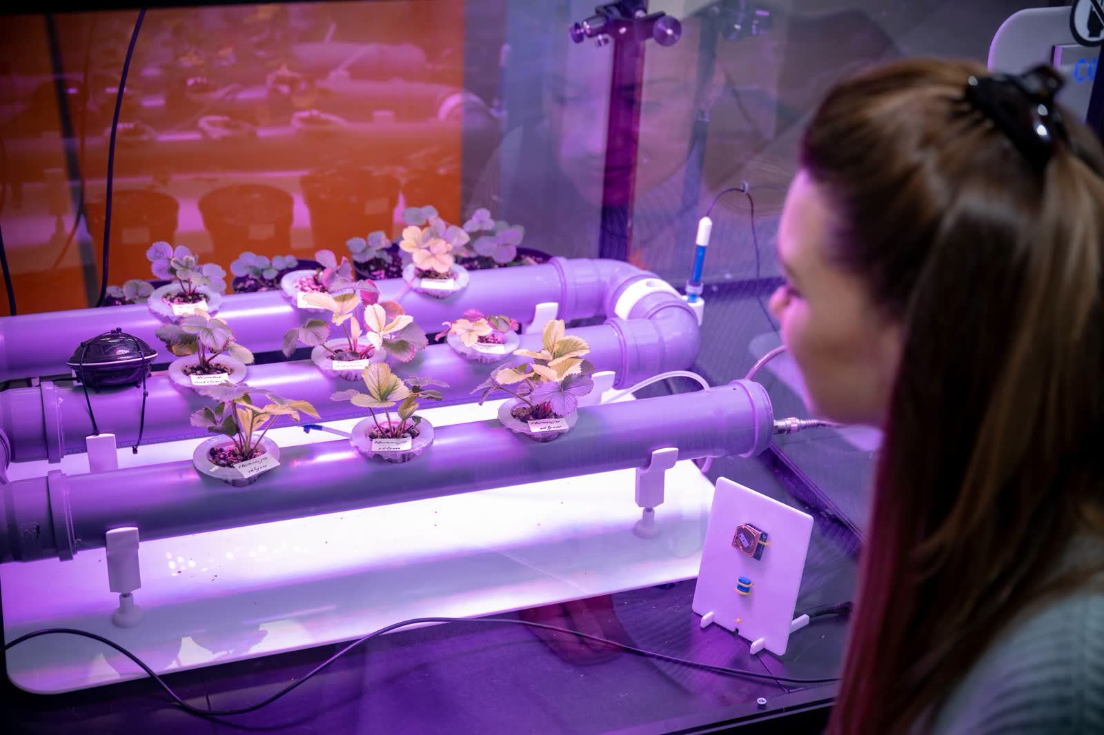 Hydroponic Grow Lab — Purple LED Plant System